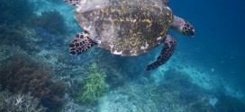 Pesona Raja Ampat Terindah di Dunia (Episode I)